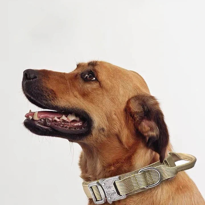Solid Dog Collar